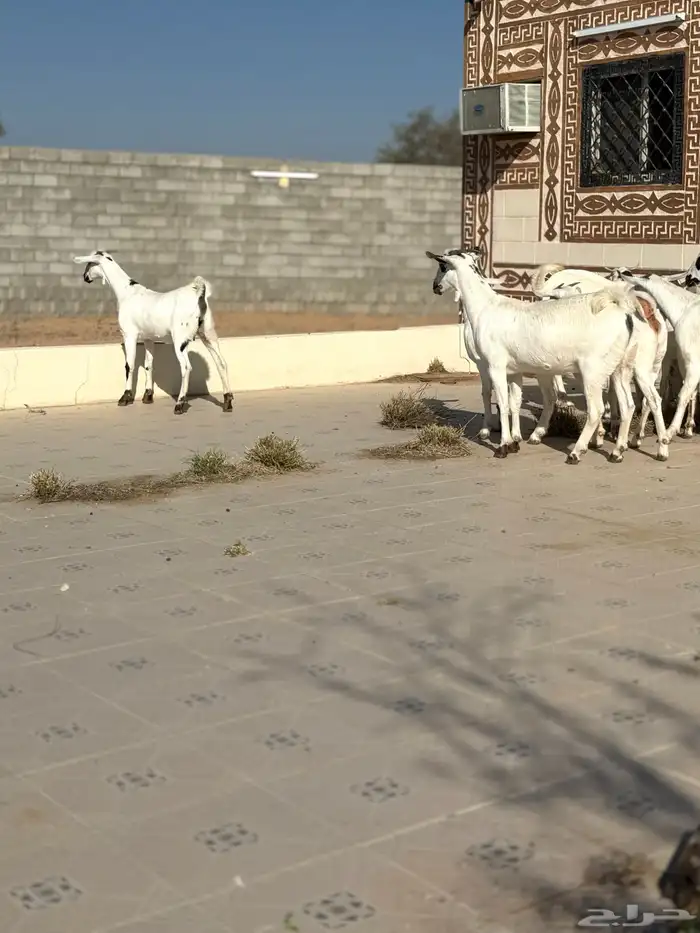 جفرات بيشيه 19