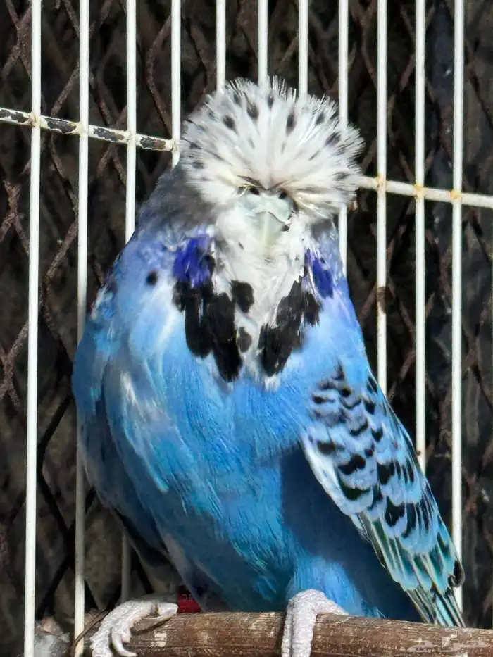 انثى بادجي انجليزي 4