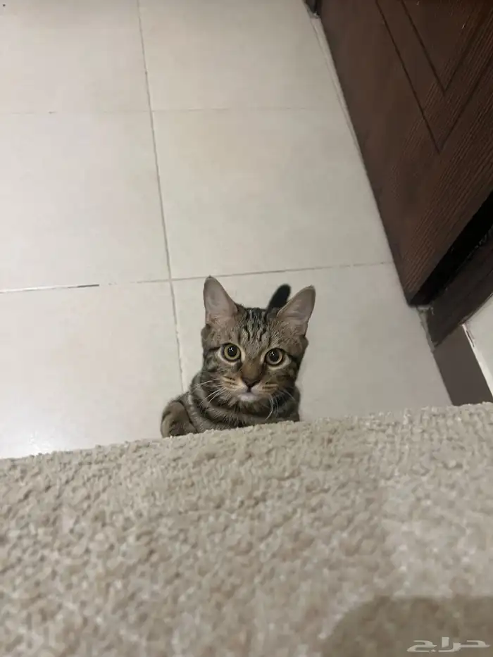 قط بنقالي انثى للتبني مجانا 1