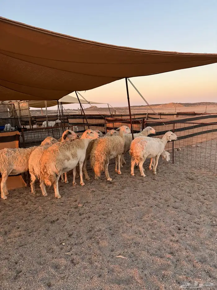 حريات مقاني العدد8 13