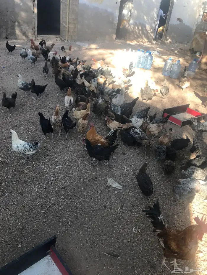 دجاج بياض للبيع 2