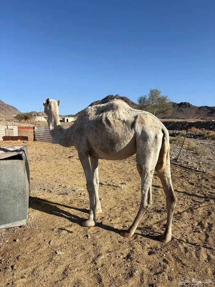 ناقه للبيع 0