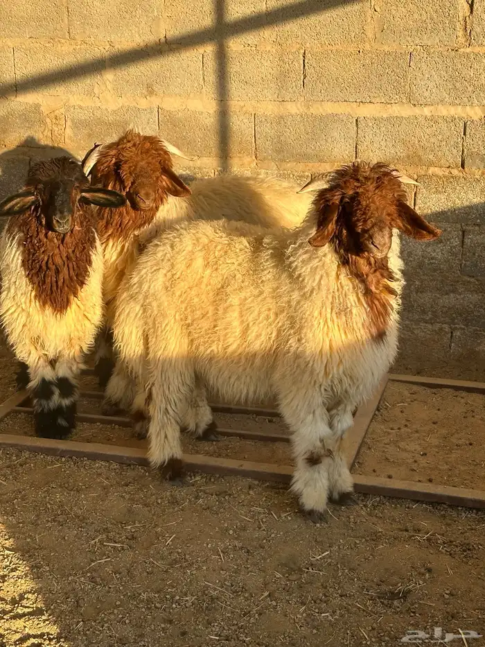 مشروع فحل نعيم 1