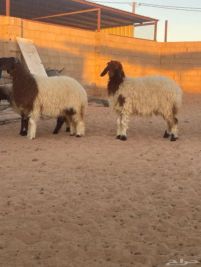 رخال نعيم للبيع 1