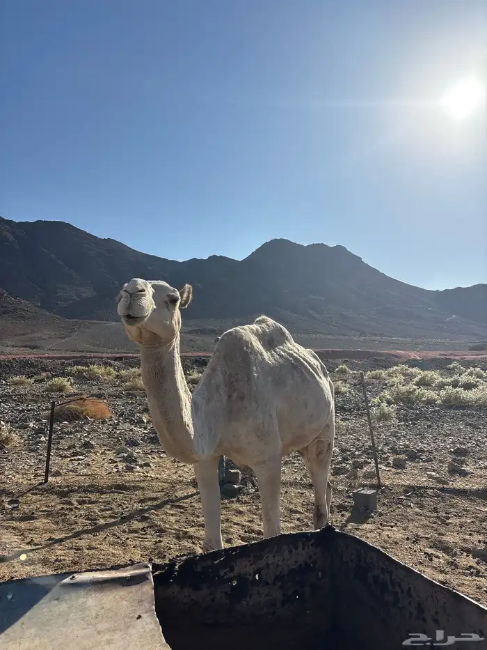 ناقه للبيع 1