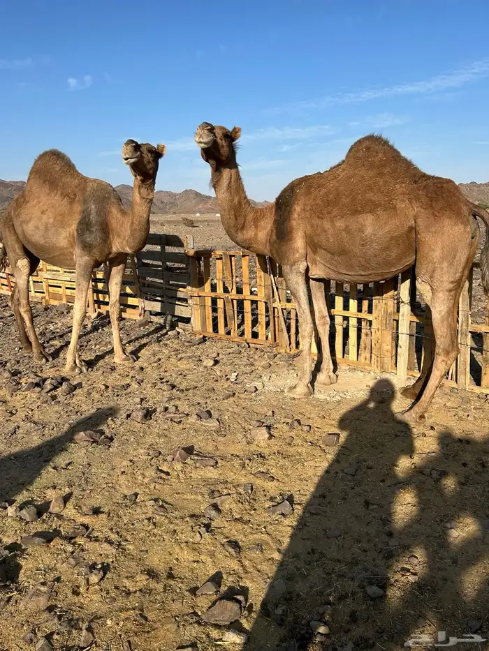 لقحات حمر من بل وادي الحمض نياق مراح الحد من7300 0