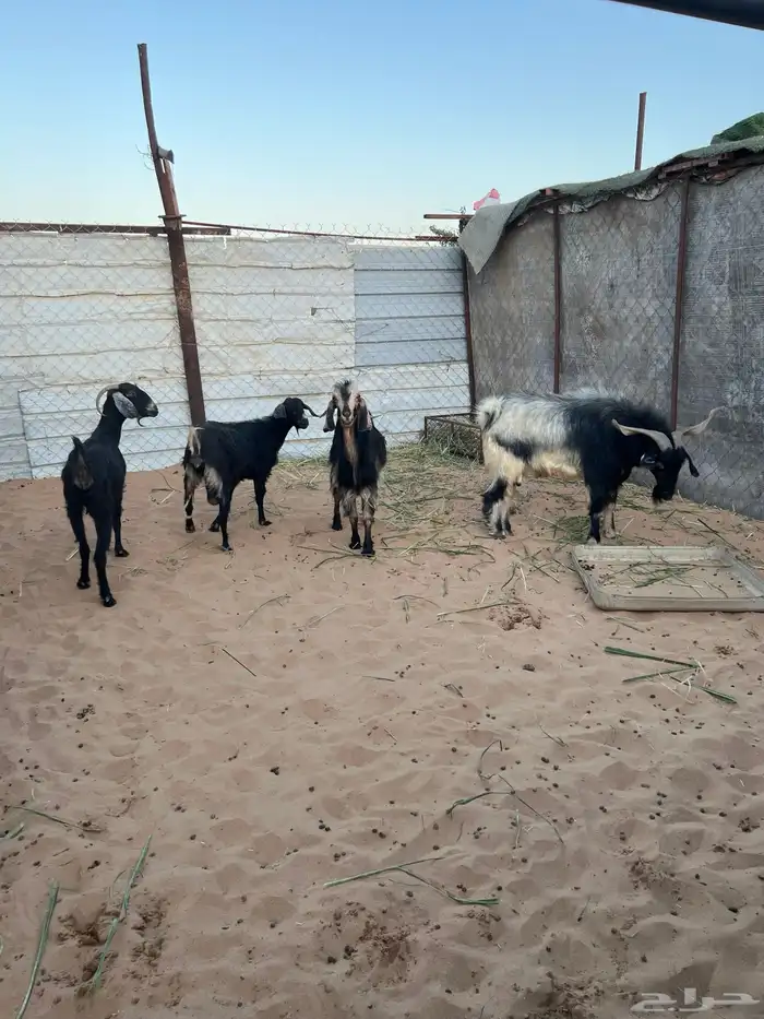 معزاء مع فحلها 2