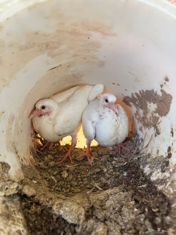 فراخة زاجل وفرنسي شرط احجام وطعم(تم البيع) 12