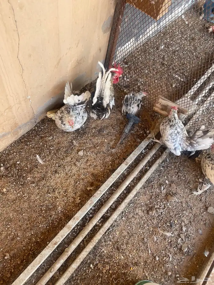 دجاج مسحب مع فروختهن 2
