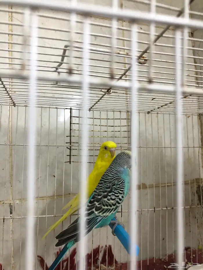 زوج بادجي منتج 1