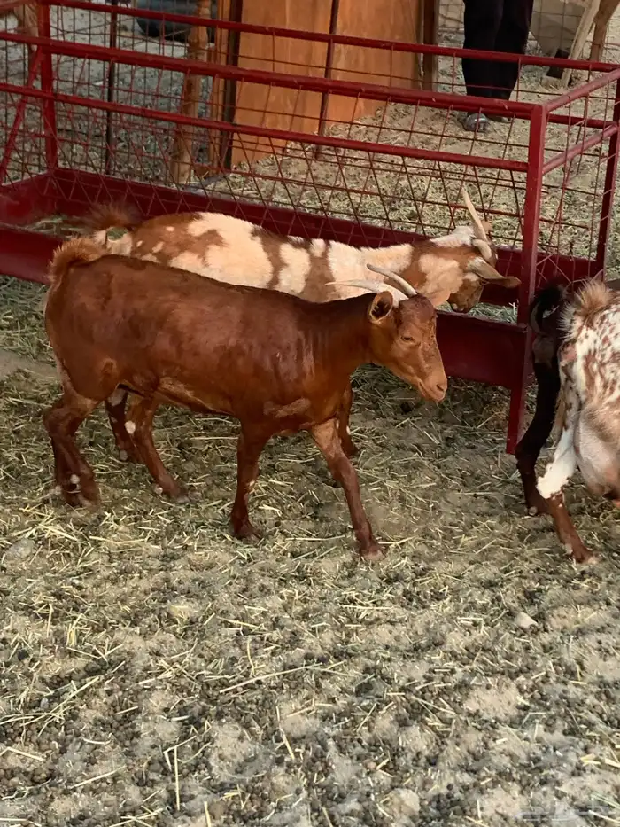 للبيع معزا دهم ومرخ جنوبيه 9