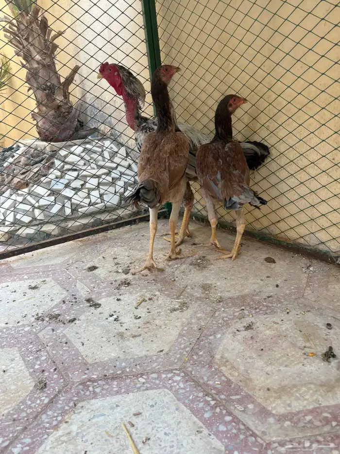 طقم باكستاني 1