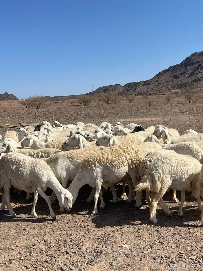 ضان ( تم البيع ) 7