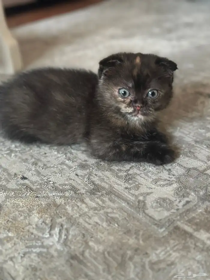 قطط كيتن البيع 5