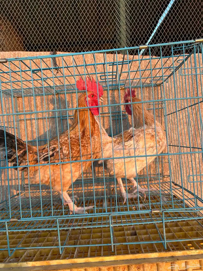 ديوك تركيه مستوى تب وأحجام تب 2