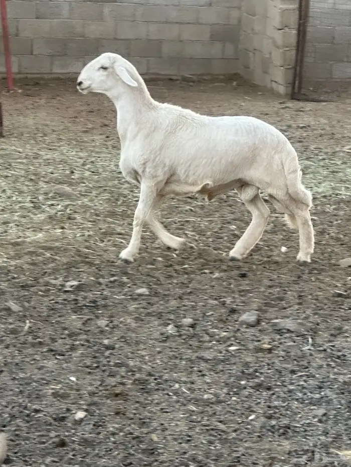 مشروع فحل 1 3