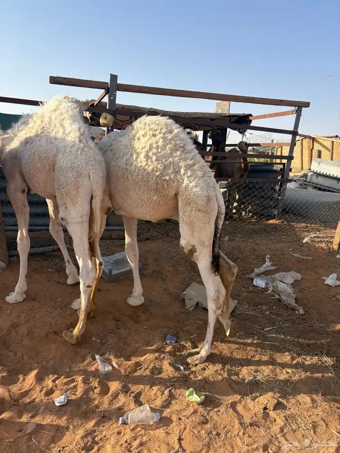 قعدان قصب طيبات 4