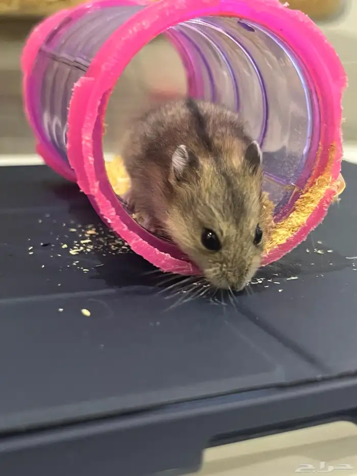 ونتر وايت للبيع 0