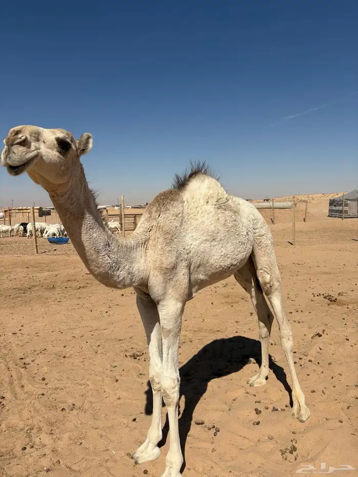 بكرة للبيع 1