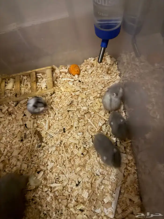 هامستر ونتر وايت للبيع 14