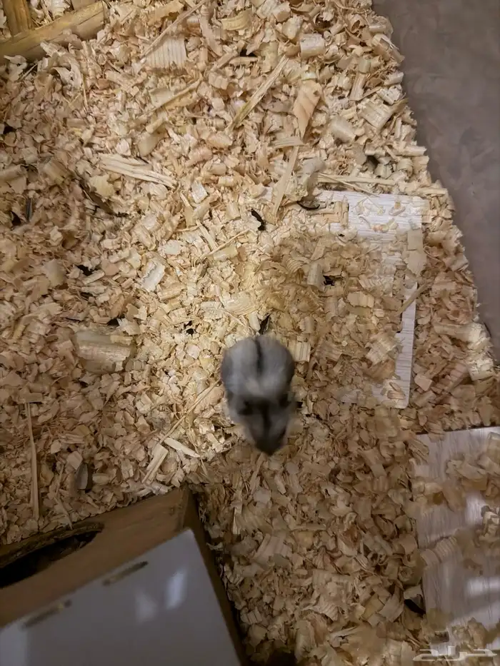 هامستر ونتر وايت للبيع 15