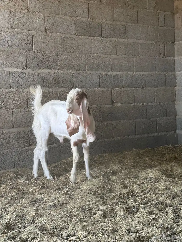 مشروع فحل هولندي 2