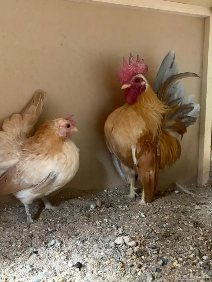 زوجين دحاج سيراما للبيع 1