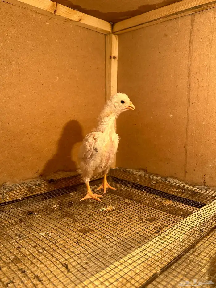 صوص كوشامو (تم البيع) 11