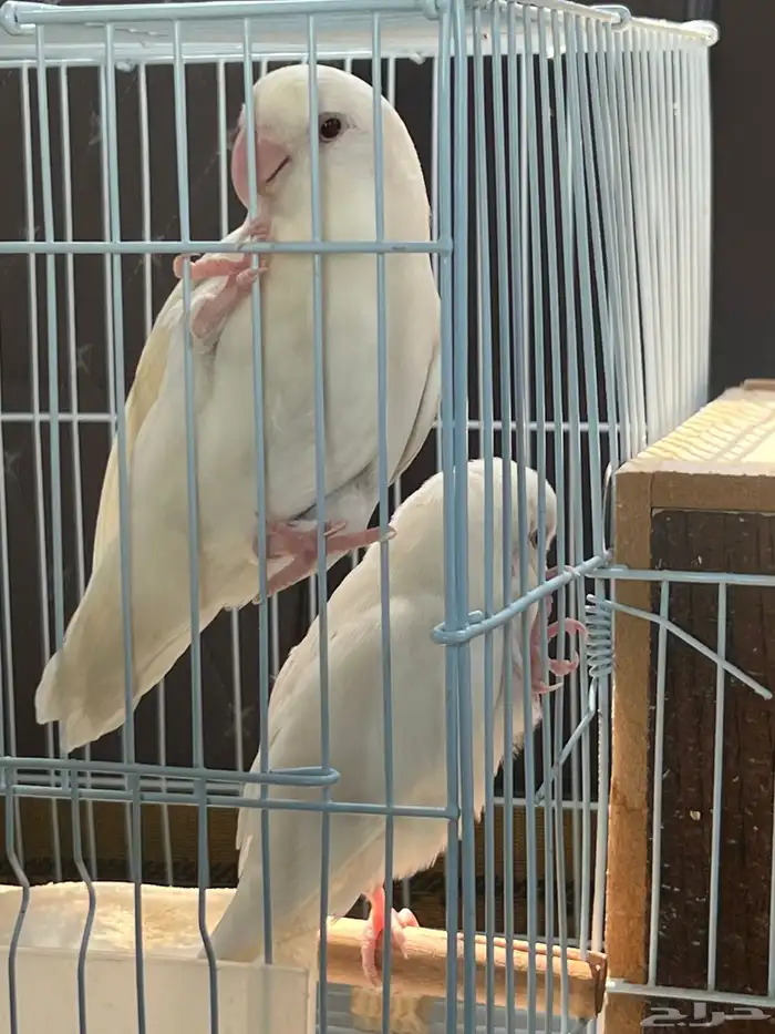 روز زوج البينو منتج 1