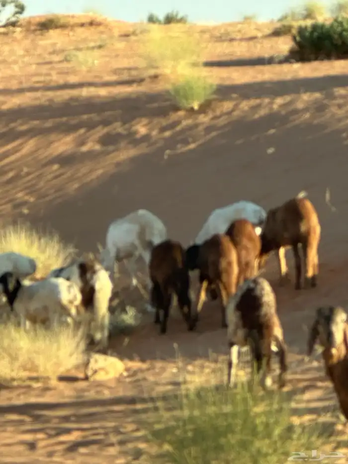 طليان سواكن غنم بر 38