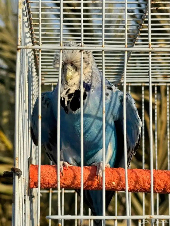 انثى بادجي انجليزي 7