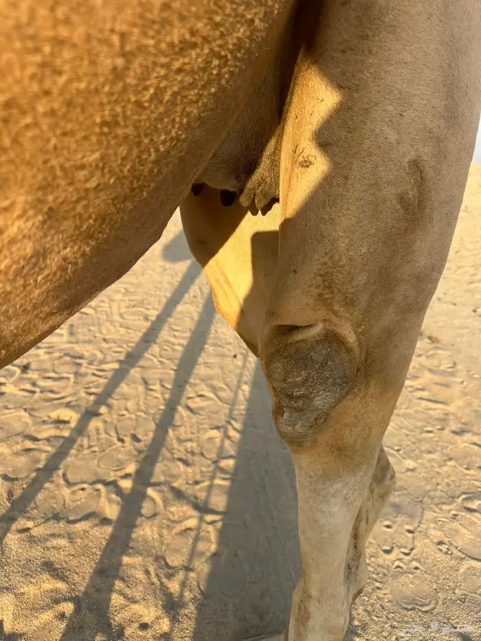 ناقه عمانيه لقحه ملاقي 2