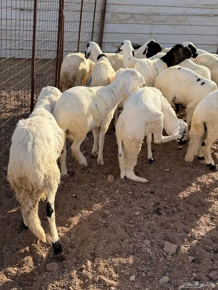 سواكن مرابي 2