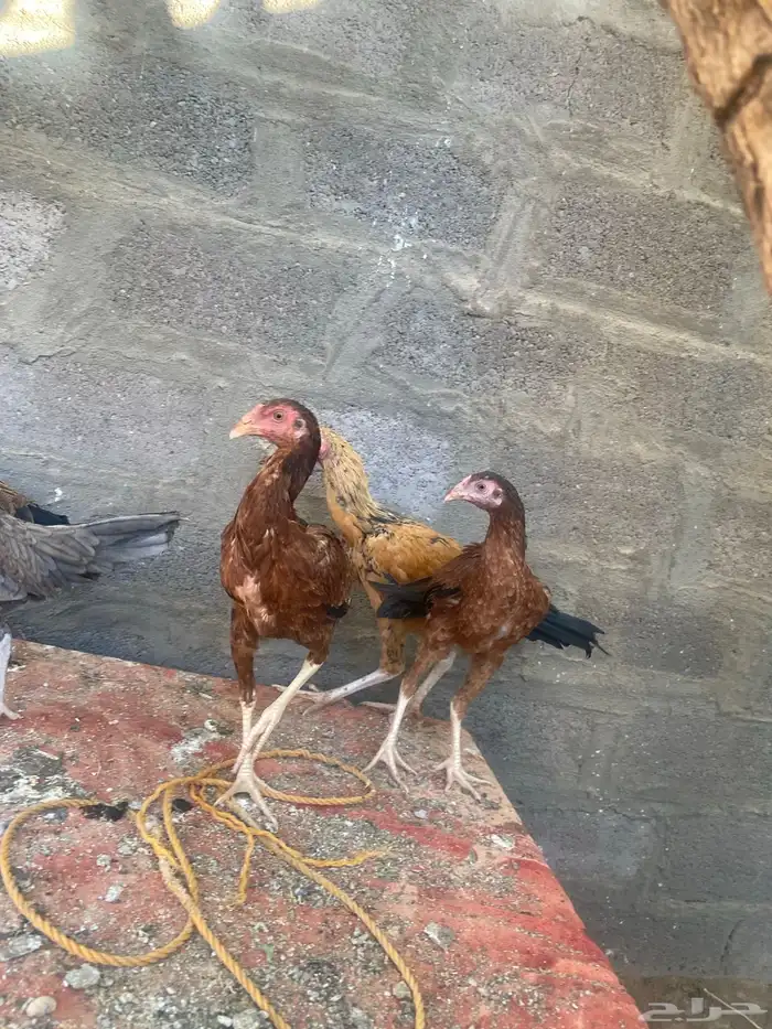 دجاج باكستاني 1