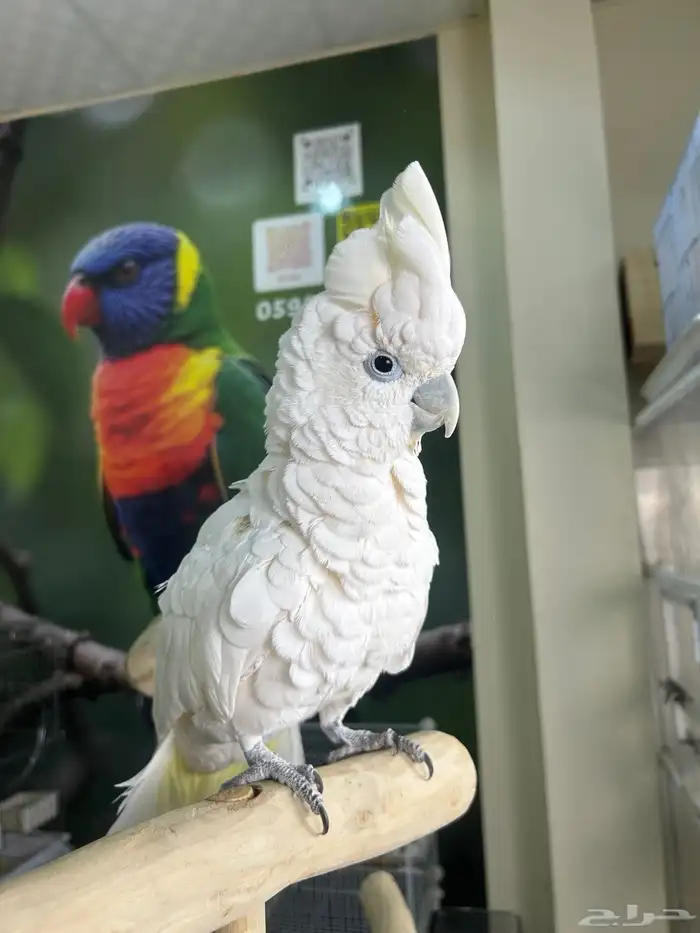 كوكاتو ديكروب اليف ومتكلم 4