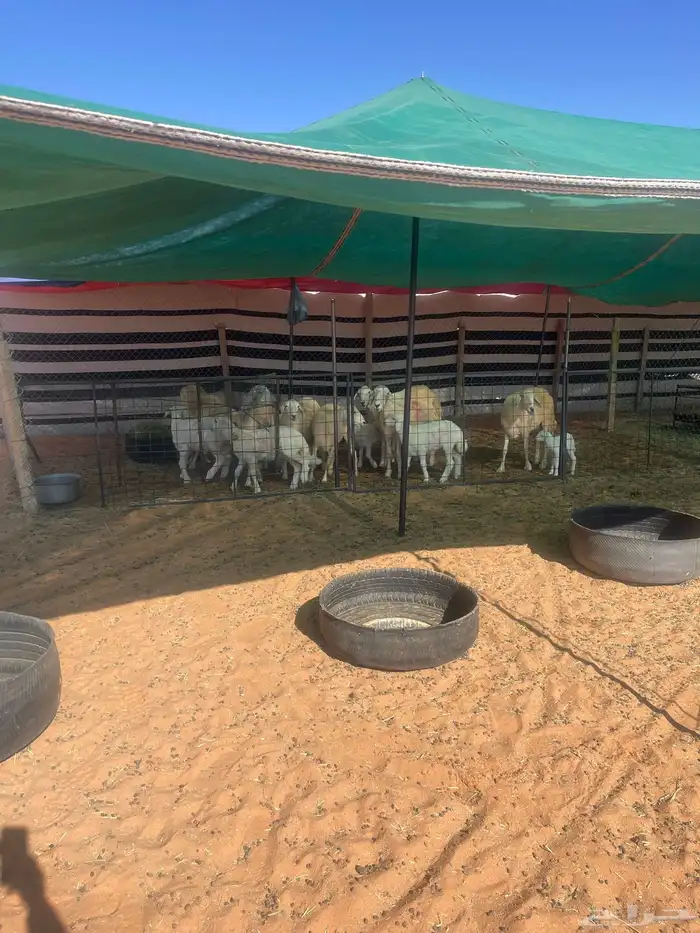 غنم حريات للبيع 4