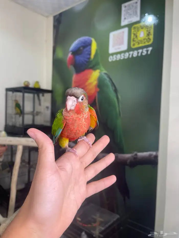 كنيور يلوسايد دبل رد فاكتور 2