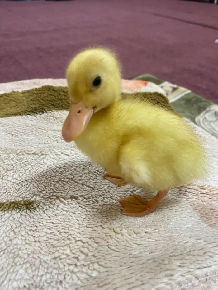 البيع فرخ بط عمر شهر واحد 0