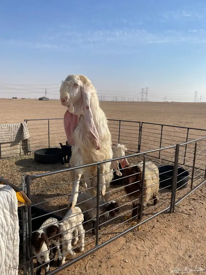 تيس رباع شرط القريع 0