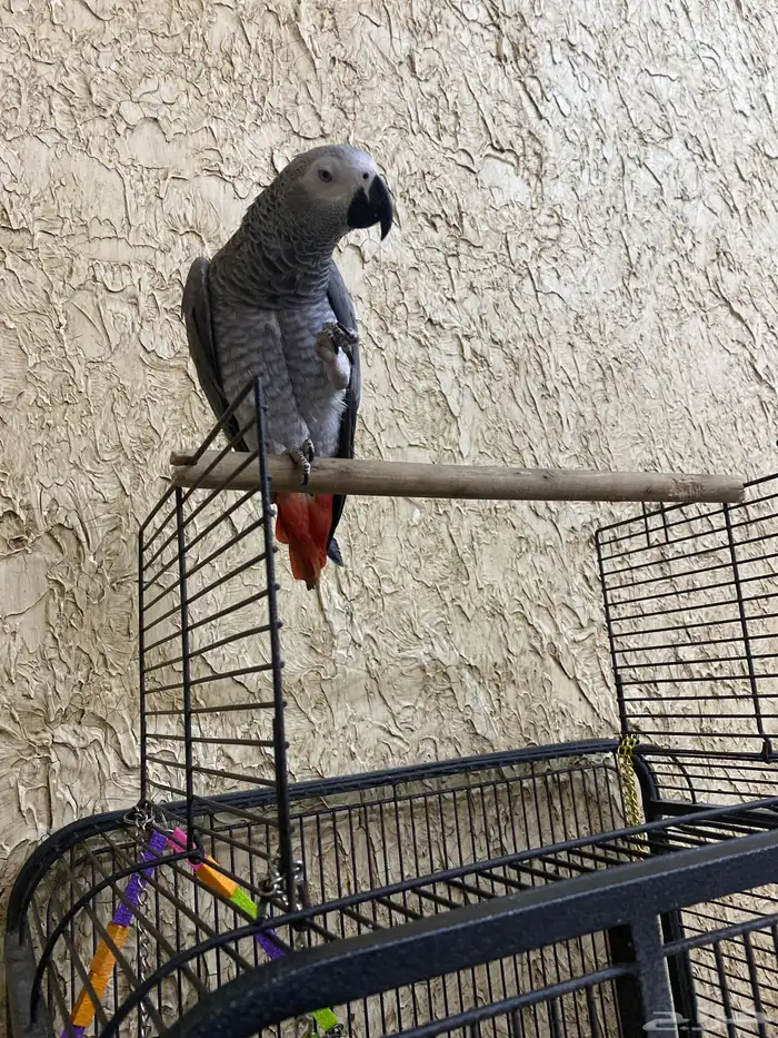 ببغاء كاسكو 1