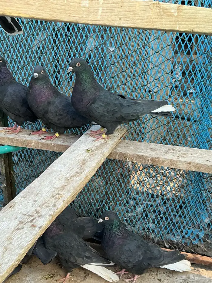 قطايف للبيع 4