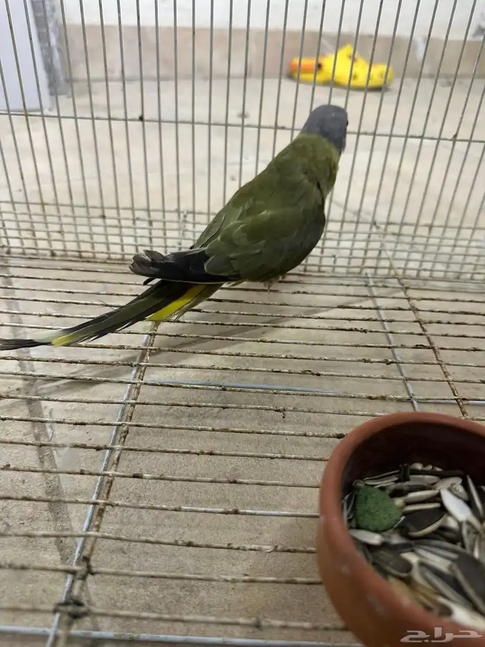 انثي بالم هد 0