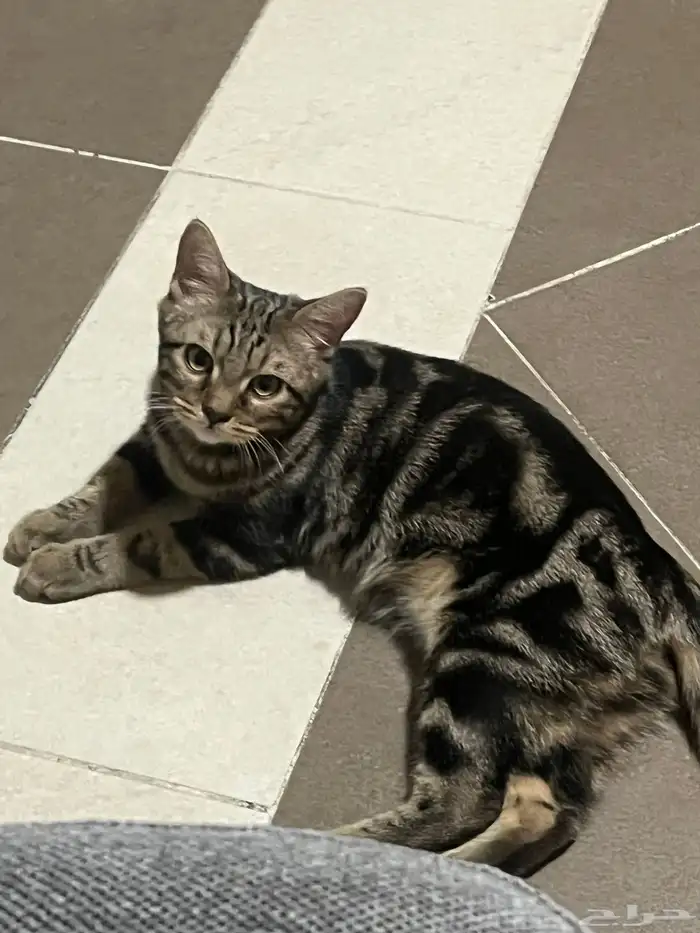 قط بنقالي انثى للتبني مجانا 2