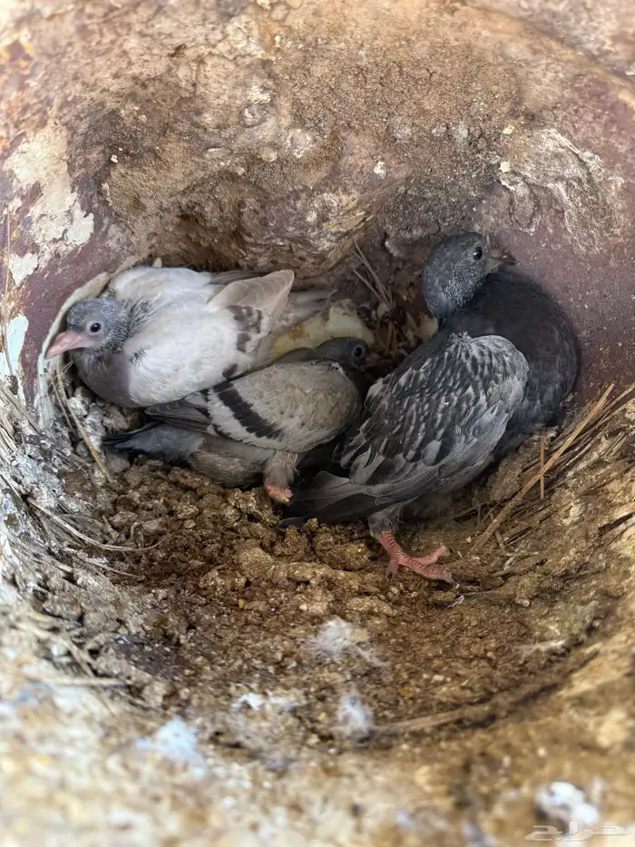 فراخة زاجل وفرنسي شرط احجام وطعم(تم البيع) 1