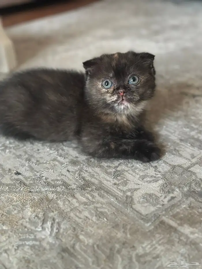 قطط كيتن البيع 6