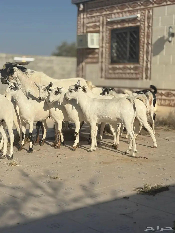 جفرات بيشيه 6