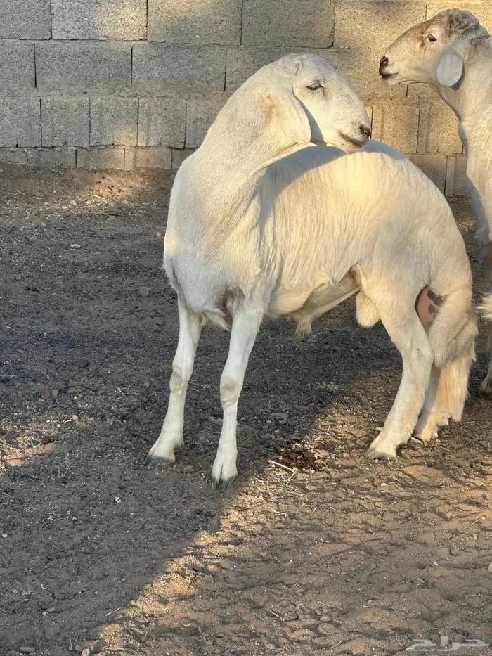 مشروع فحل 1 2