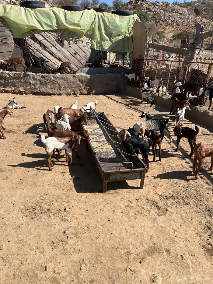 بهم معزا العدد 30 باقي يرضعون حليب العمر شهر 1