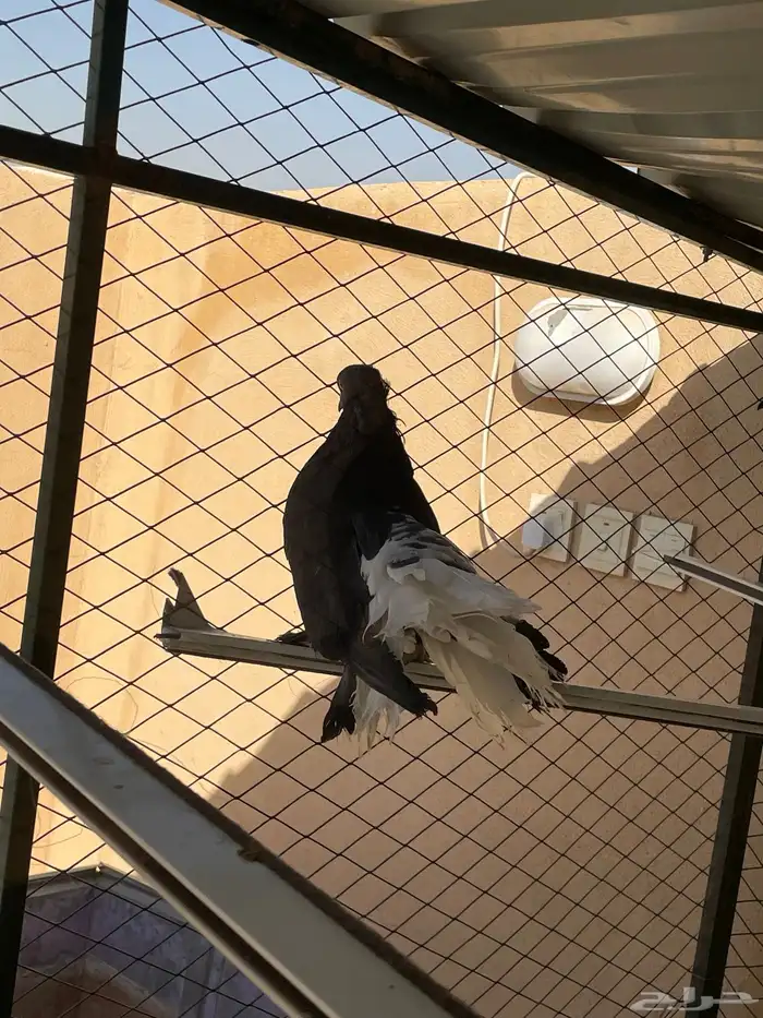 للبيع أزواج حمام 4