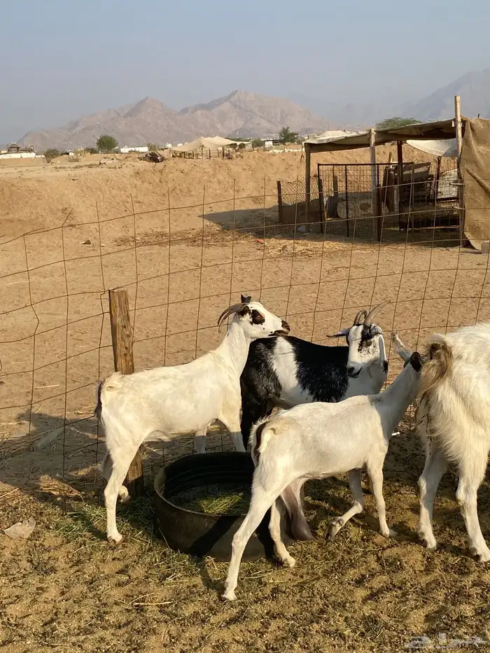 معزا بيشيات 3